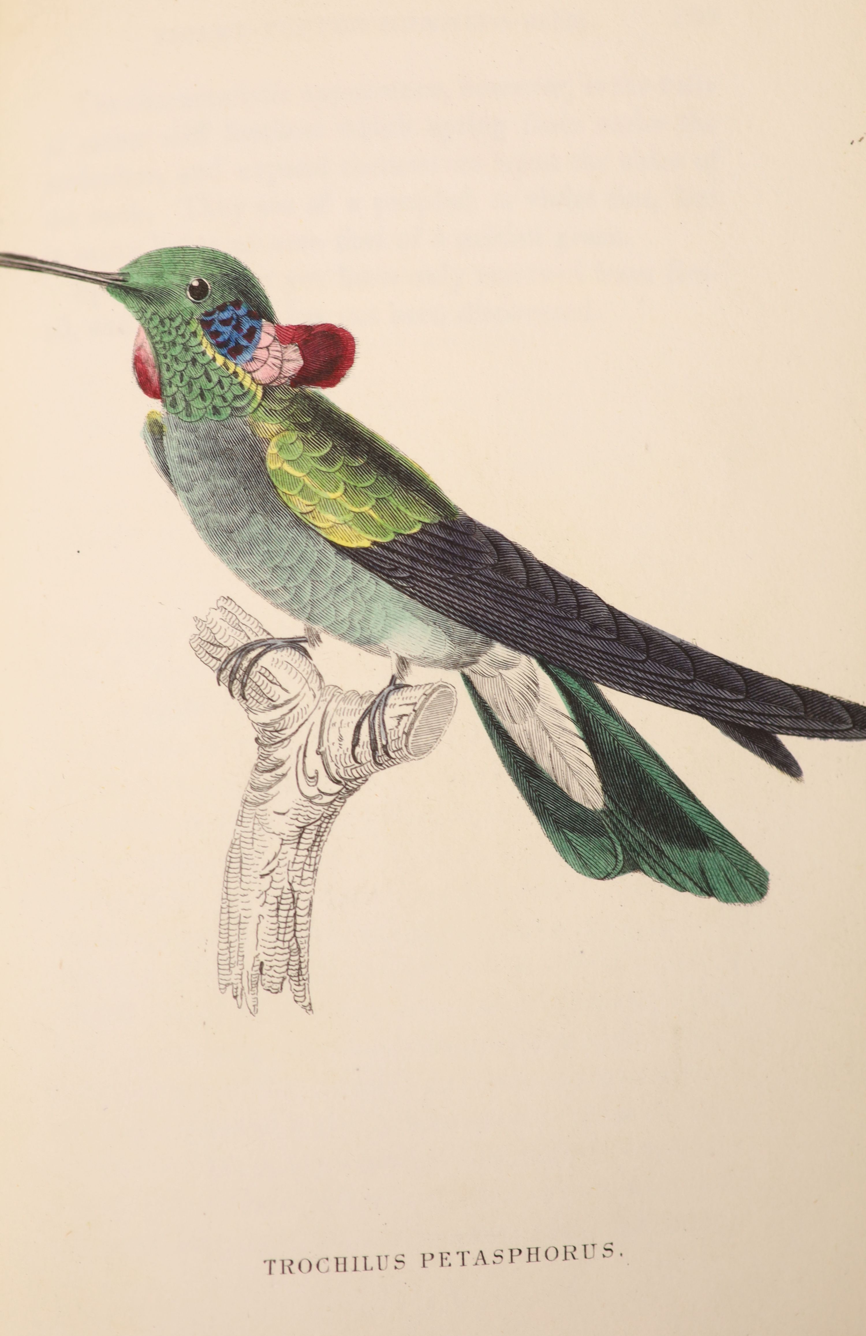 Jardine, Sir William - The Natural History of Humming-Birds, 2 vols. in 1, 12mo, rebound half green morocco, end papers renewed with portrait frontispieces and 64 hand-coloured plates, W.H. Lizars, and Stiring and Kenney